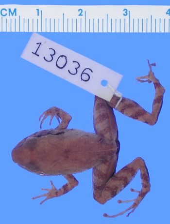 Media type: image; Herpetology A-13036